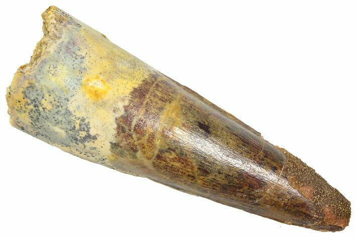 Fossil Spinosaurus Tooth - Real Dinosaur Tooth #361266